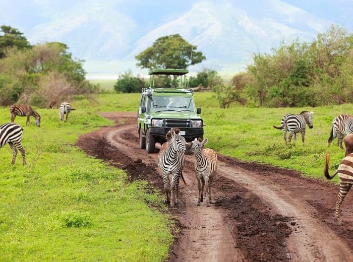 WILD AFRICA SAFARI WILDLIFE ZEBRA ANIMAL FOREST WILD AFRICA SAFARI WILDLIFE ZEBRA ANIMAL FOREST