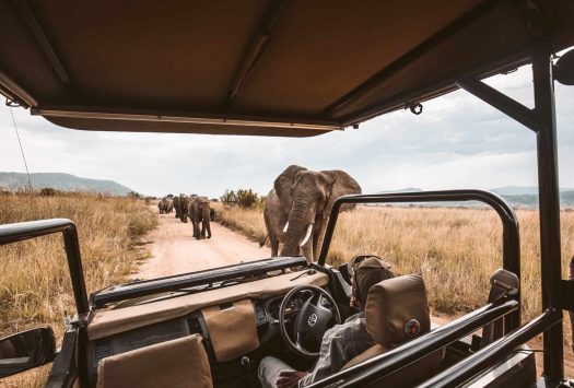 elephant wildlife safari national park south africa